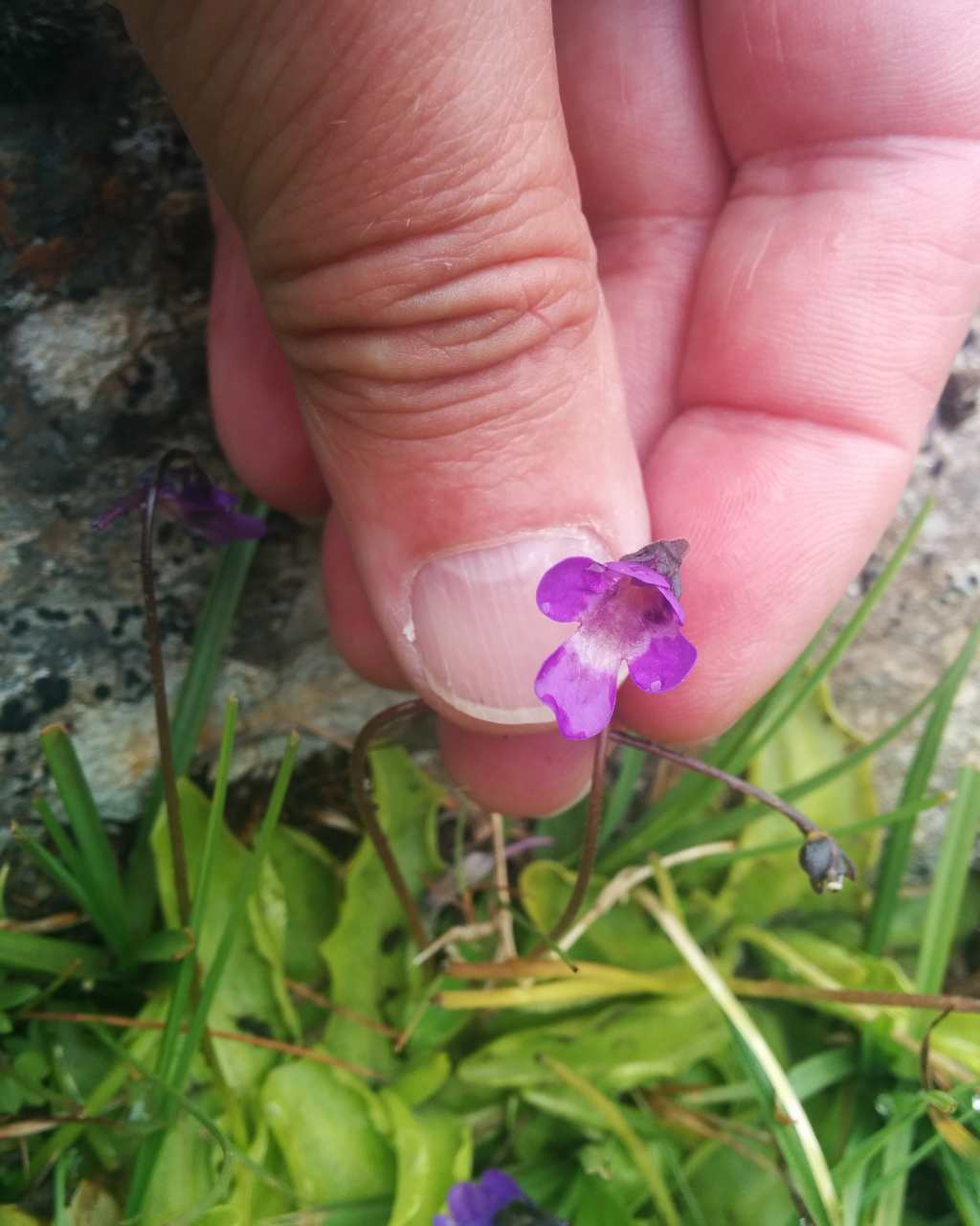 Pinguicula sp.